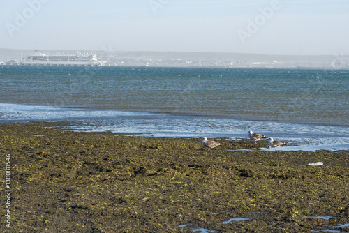 Gaviotas entre las algas en Puerto Mrdryn