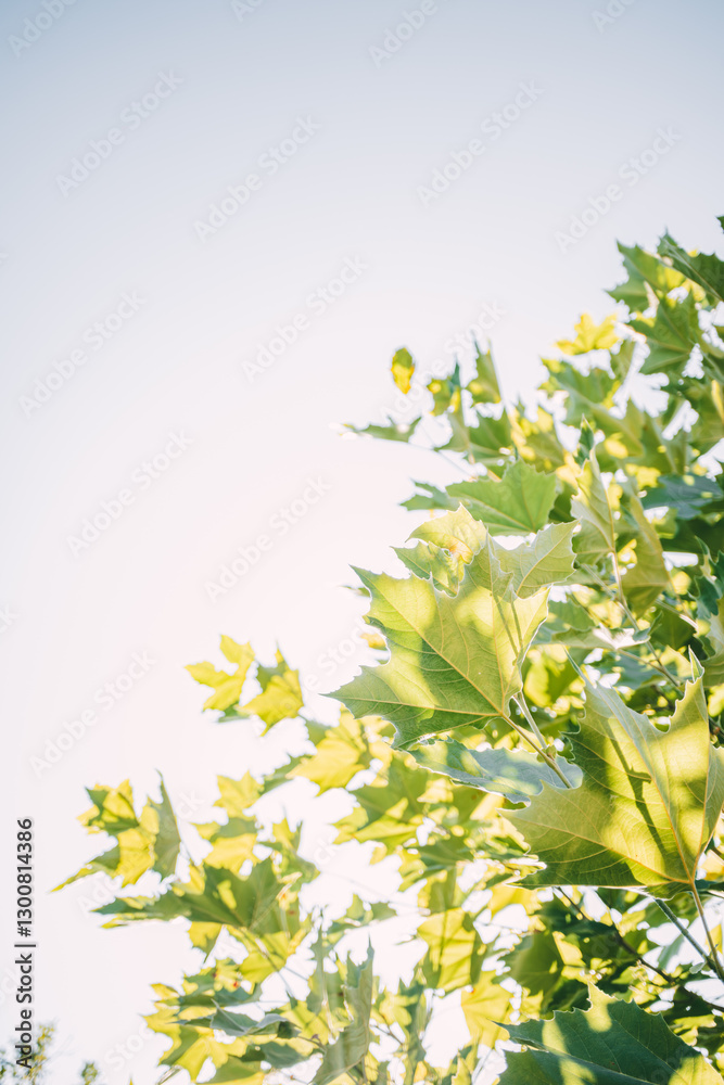 Obraz premium Fresh green maple leaves against a bright sky, illuminated by sunlight, forming a natural canopy. 