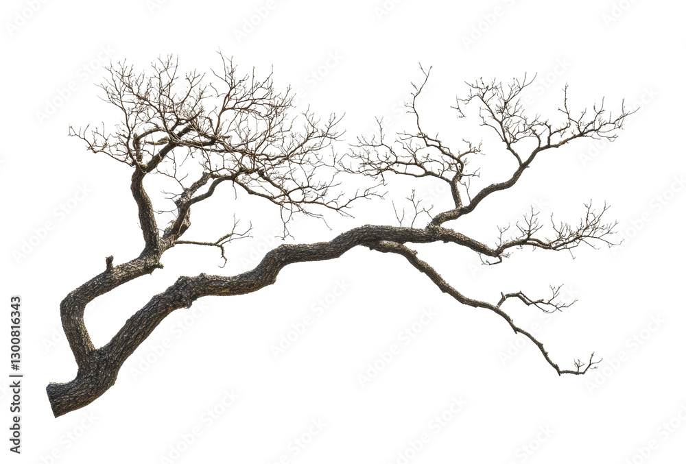 Twisted branches of a leafless tree stretch across a white background in a minimalist nature design for modern decor projects, cut out Twisted branches of a leafless tree stretch across a white background in a minimalist nature design for modern decor projects, cut out