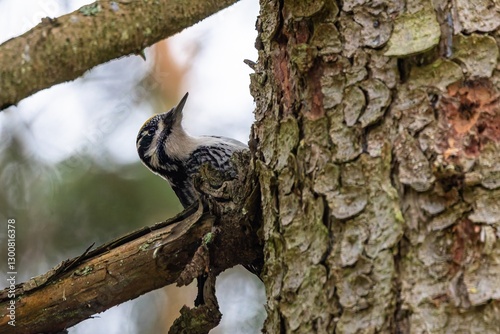 Obraz na płótnie The Eurasian three-toed woodpecker, a black and white male, peeking on a tree in a coniferous forest. w salonie