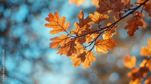 oak leaves with branch and sky background