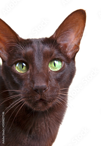 Beautiful cat with green eyes isolated on a white background