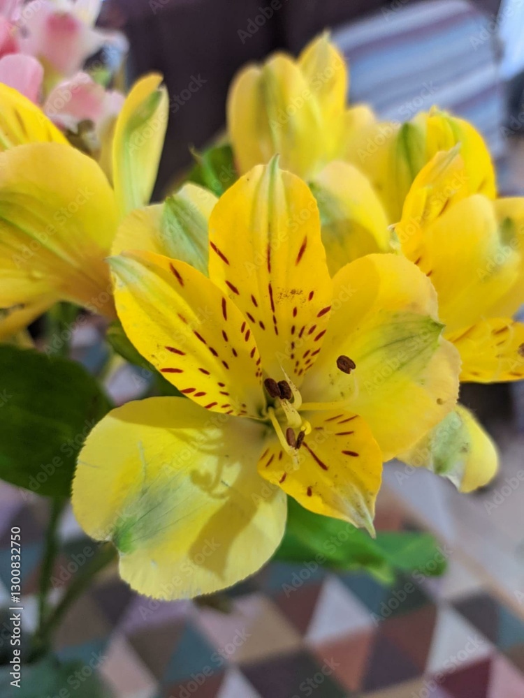 Fototapeta premium yellow flower nature close beauty