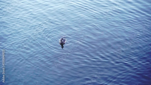A lone duck drifts on a calm lake, creating gentle ripples. The blue water reflects the sky, emphasizing tranquility and solitude.