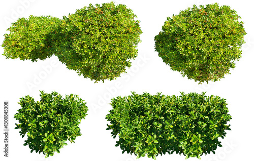 Set of green bushes isolated on transparent background for landscaping design, Euonymus, spindle bush photo