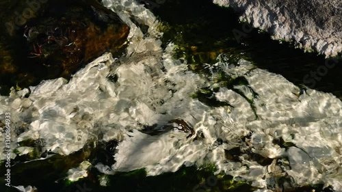Chloroflexus aurantiacus in hot springs