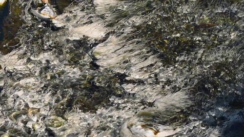 Chloroflexus aurantiacus in hot springs