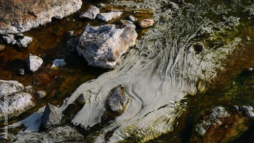 Chloroflexus aurantiacus in hot springs