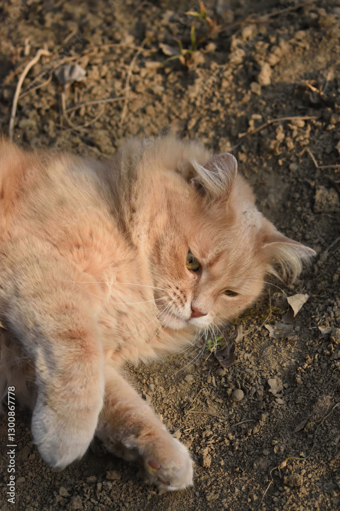 Fototapeta premium cat lying on the ground