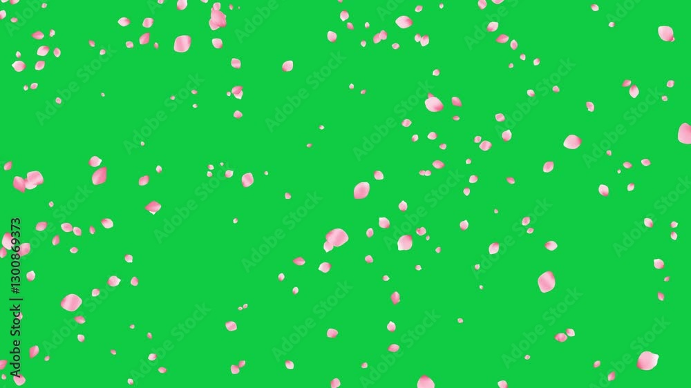 spring time sakura petals falling on green background animation, Japanese cherry flowers isolated motion design element