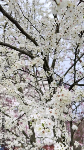 Blossoming white flowers in a serene park during spring season