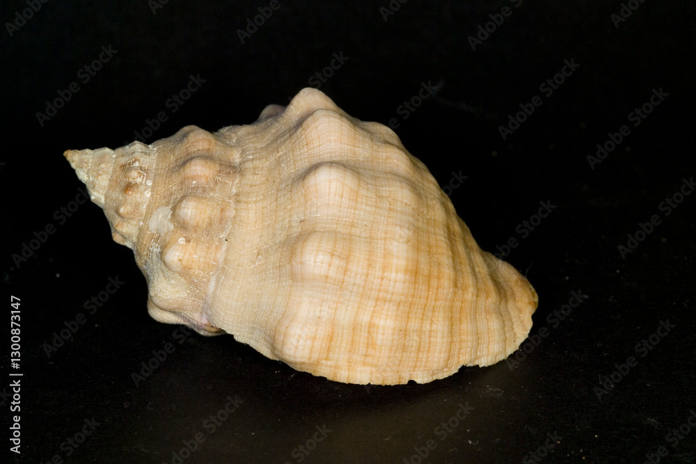 seashell on black background, Red-mouthed rock shells (Thais haemastoma) Mediterranean sea