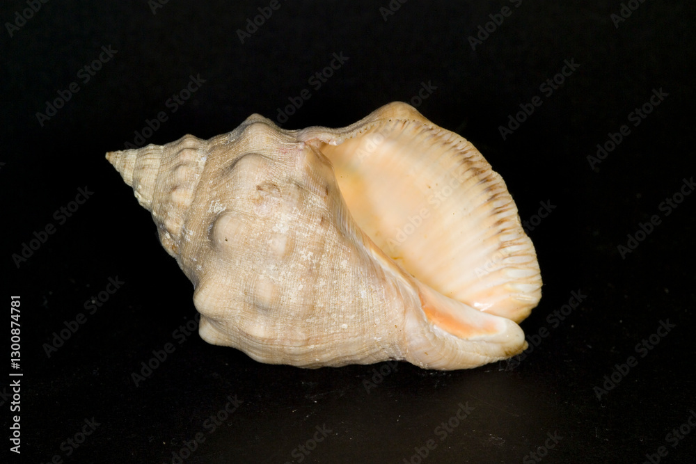 seashell on black background, Red-mouthed rock shells (Thais haemastoma) Mediterranean sea seashell on black background, Red-mouthed rock shells (Thais haemastoma) Mediterranean sea