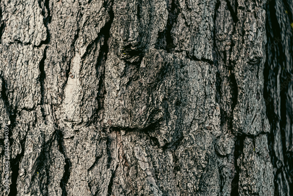 Photo of wood texture pattern Photo of wood texture pattern