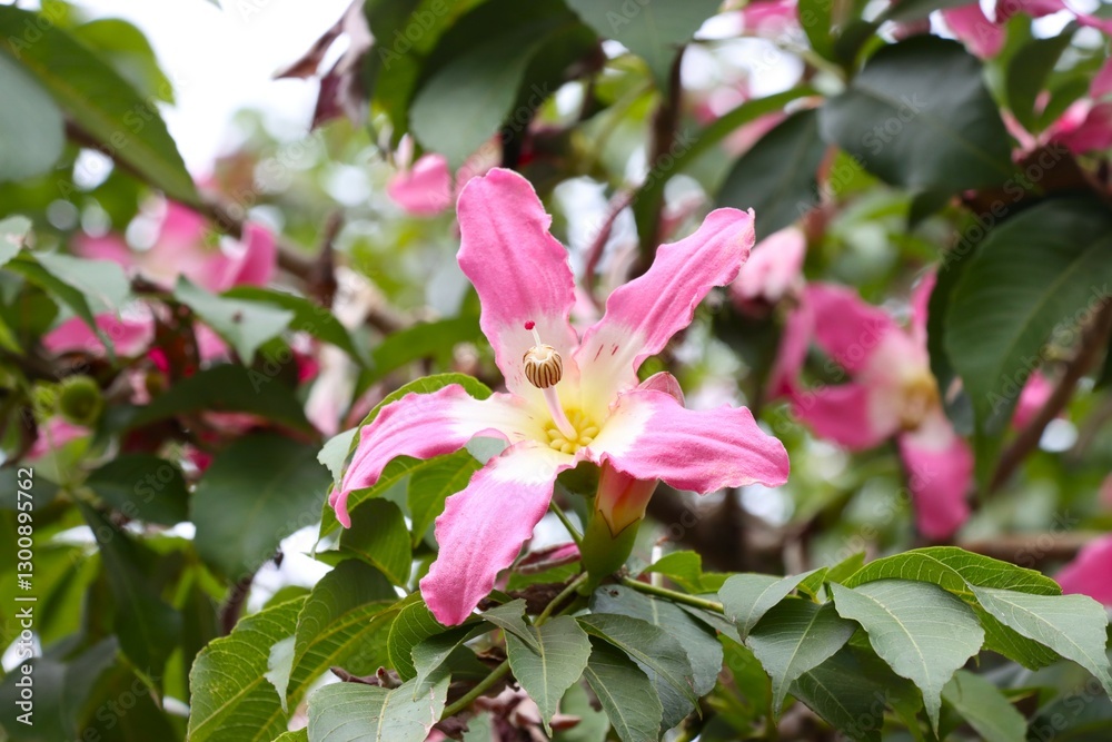 Pink blossoms of the silk floss tree burst among lush green leaves.