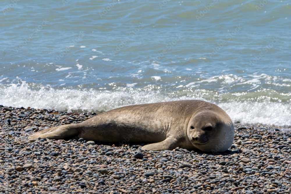Fototapeta premium Elefante Marino en Punta Ninfas, Puerto Madryn, Chubut, Argentina.