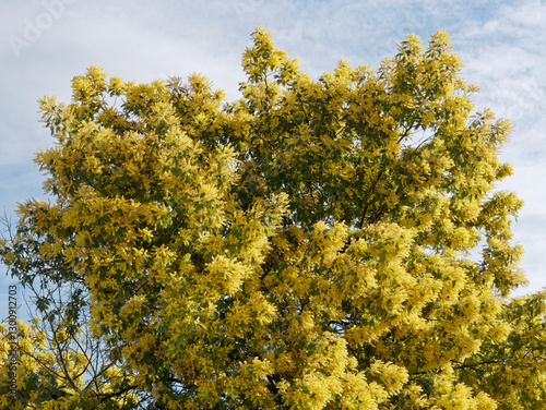 Mimosa en fleurs (Acacia dealbata) en hiver photo