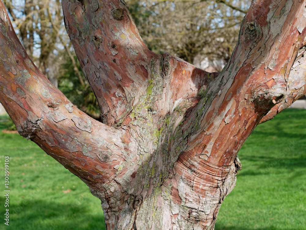 Incense cedar trunk (Calocedrus decurrens) in a park. Close-up Incense cedar trunk (Calocedrus decurrens) in a park. Close-up