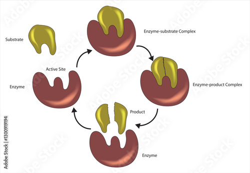 Enzyme substrate model