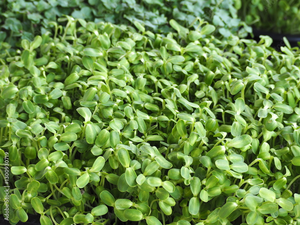 Obraz premium Organic Sunflower Sprouts (Helianthus annuus) Sunflower sprouts that have just sprouted from sunflower seeds for only 1 week. Sunflower microgreen sprouts are rich in nutrients. Vegan and healthy 