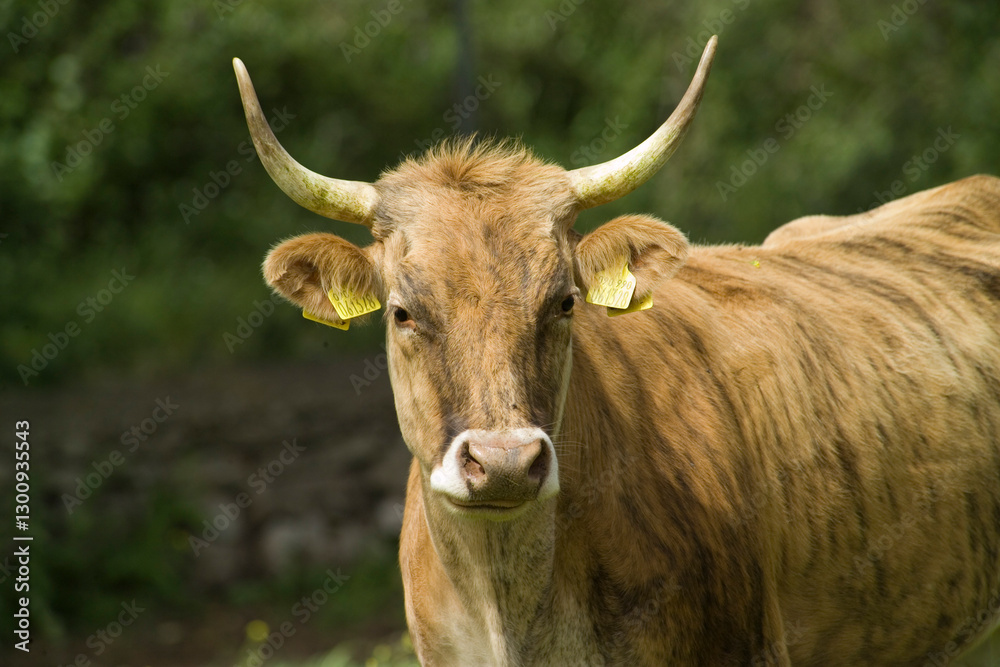 Cattle grazing in a field, Burgos Forest, Sassari, Sardinia, Italy, Cattle grazing in a field, Burgos Forest, Sassari, Sardinia, Italy,