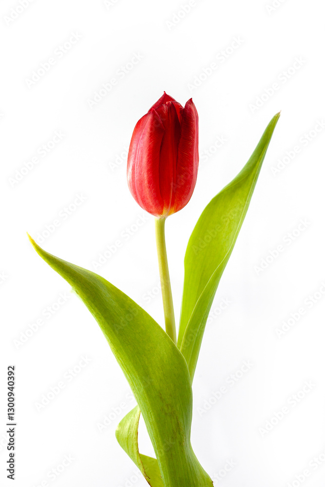 Red tulip flower head isolated on white background Red tulip flower head isolated on white background