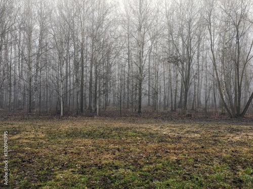 foggy forest