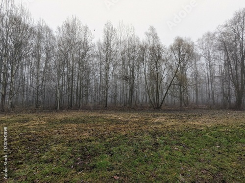 foggy forest