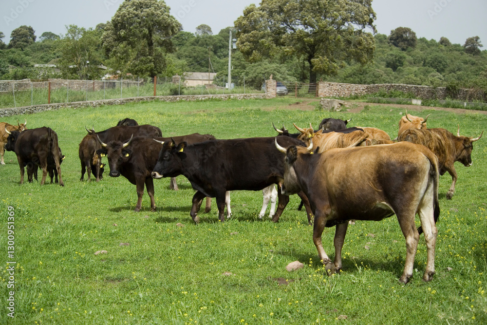 Cattle grazing in a field, Burgos Forest, Sassari, Sardinia, Italy, Cattle grazing in a field, Burgos Forest, Sassari, Sardinia, Italy,