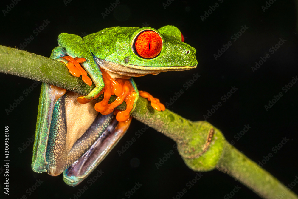 Red-eyed tree frog (Agalychnis callidryas, commonly known as the red-eyed leaf frog), Costa Rica, Sarapiqui region. Selective focus on frog's eyes
