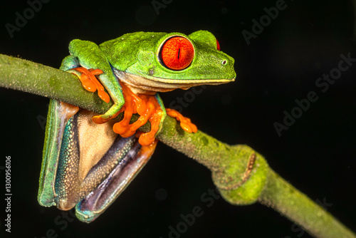 Obraz na płótnie Red-eyed tree frog (Agalychnis callidryas, commonly known as the red-eyed leaf frog), Costa Rica, Sarapiqui region. Selective focus on frog's eyes w salonie