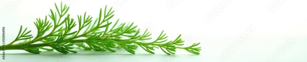 Fototapeta premium Delicate dill sprig, feathery texture, vibrant green against pure white , healthy, freshness, leaf