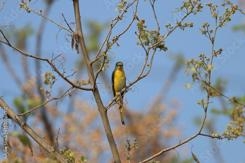 Canvas Print Little bird on tree