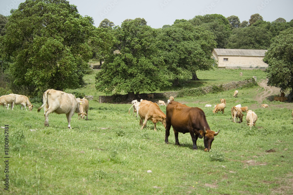 Cattle grazing in a field, Burgos Forest, Sassari, Sardinia, Italy, Cattle grazing in a field, Burgos Forest, Sassari, Sardinia, Italy,
