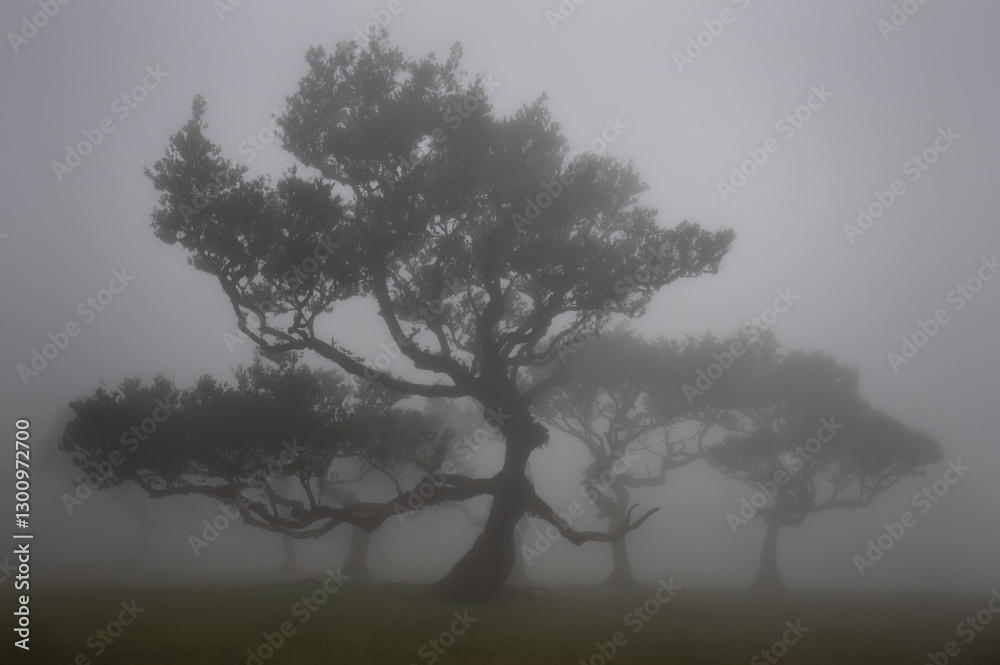 Obraz premium Ancient laurel tree, known as the Ent, shrouded in cloud in the forests of Fanal