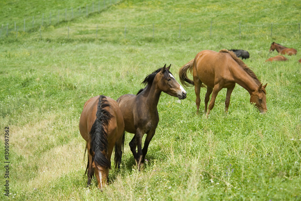 Fototapeta premium horses on the meadow, Horses (Equus caballus) Foresta Burgos, Sassari, Sardinia. Italy