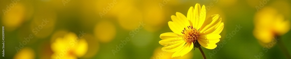 Close-up of delicate yellow blooms in a sunny garden, peaceful, floral Close-up of delicate yellow blooms in a sunny garden, peaceful, floral