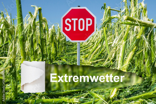 Ein Stopschild steht in einem Feld mit Hagelschaden in der Landwirtschaft durch Extremwetter - FOTOMONTAGE