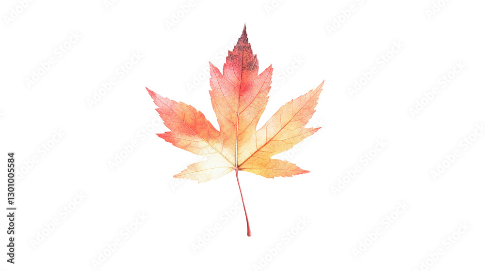 Vibrant autumn maple leaf isolated on transparent background - fall foliage in high-resolution png. Vibrant autumn maple leaf isolated on transparent background - fall foliage in high-resolution png.