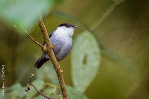 White-bearded manakin perched on a branch