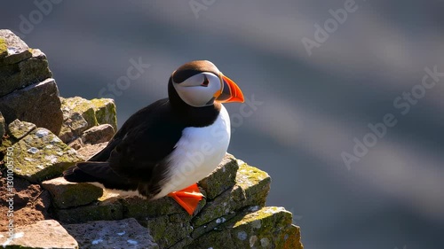 A puffin with a bright orange beak perches on a moss-covered rocky cliff, gazing into the distance with soft light illuminating its feathers.