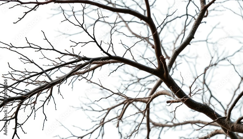 Intricate, bare branches isolated on pure white background, line, background Intricate, bare branches isolated on pure white background, line, background