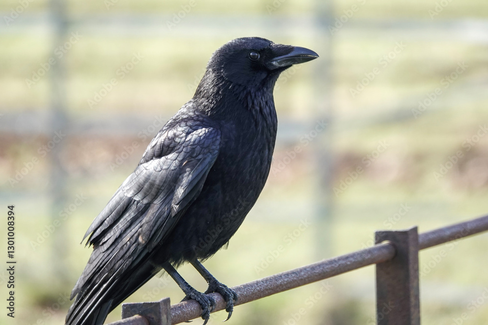 A Carrion Crow (Corvus corone) A Carrion Crow (Corvus corone)