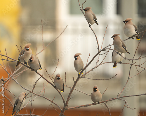 Group or flock of bohemian waxwing birds that breeds in the coniferous forests with gray plumage, black face and with crest sitting on tree branch or bush twig outdoors in th city during migration