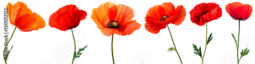 A collection of six vibrant red and orange poppy flowers isolated on a transparent background. Each flower showcases intricate details, delicate petals, and realistic textures