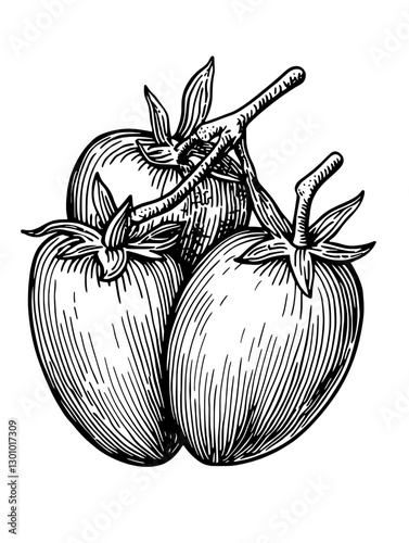 Engraved vector illustration of three ripe tomatoes on a vine for product design and culinary art