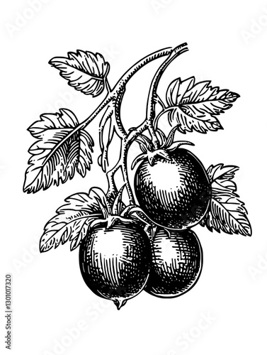 Vector engraved illustration of a tomato plant with ripe tomatoes and leaves for product design applications