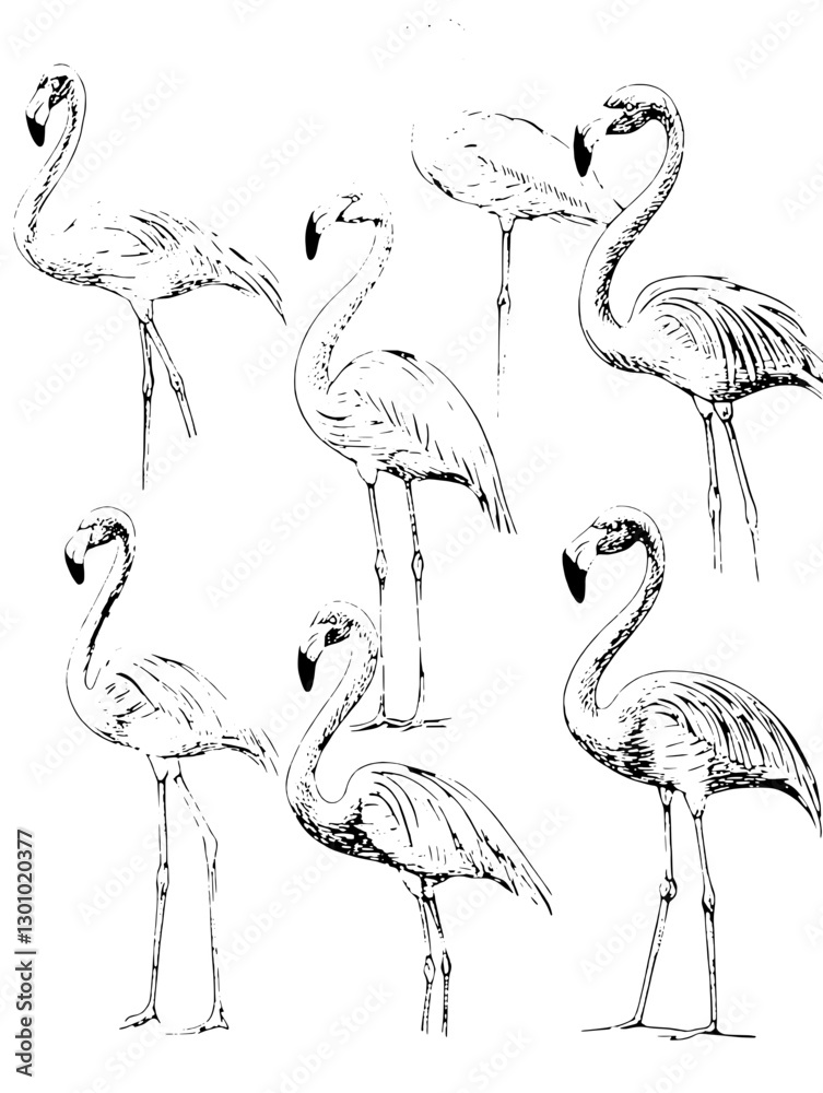 Obraz premium Vector engraved illustration featuring various poses of flamingos for product design