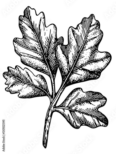 Detailed vector engraving of a fig leaf showcasing intricate textures and natural features for product design applications