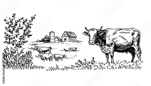 Engraved vector illustration of a rural setting with cows grazing near a barn and silo